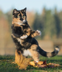 Bilety na wydarzenie - -Test- dane listy numerki, Baranowo