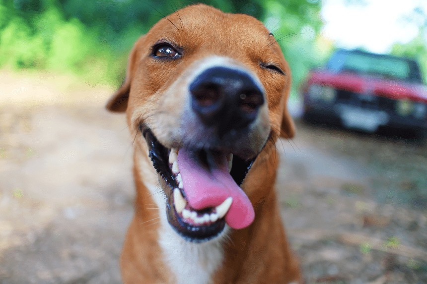 Slider - Film: -Test- WCAG BALET N